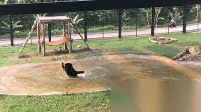 红色沙漠中熊胆怎么获取